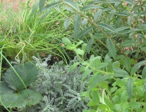 Fresh herbs in the small Vegtrug